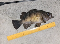 メバルの釣果