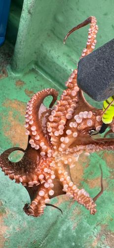 タコの釣果