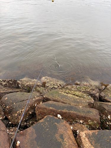 ダツの釣果