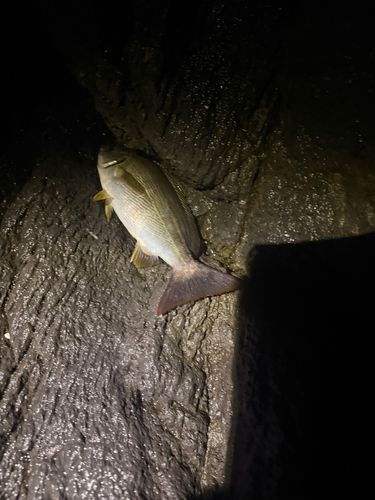 イサキの釣果