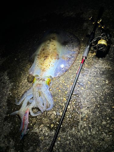 アオリイカの釣果