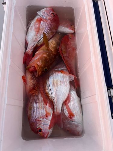 レンコダイの釣果