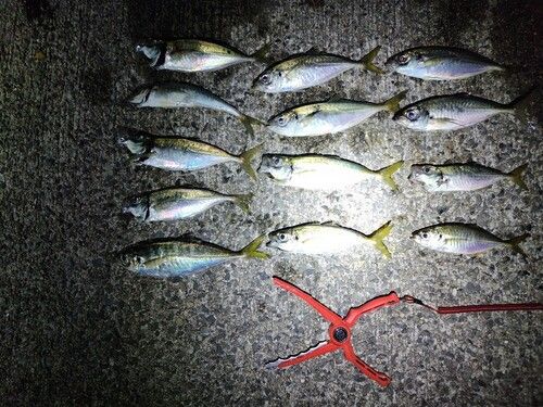 アジの釣果