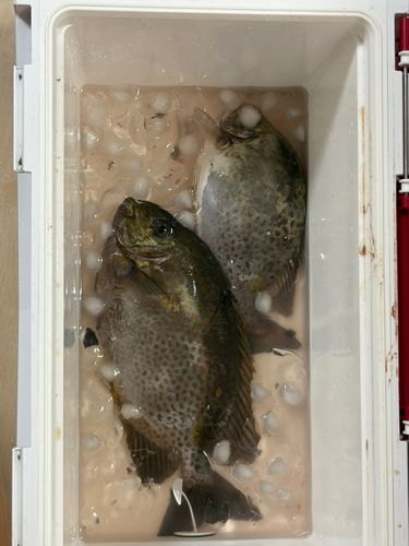 カーエーの釣果
