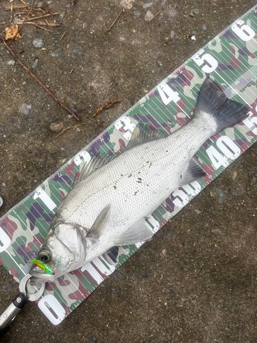ヒラスズキの釣果