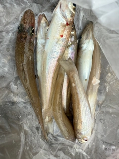 キスの釣果