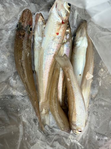 キスの釣果