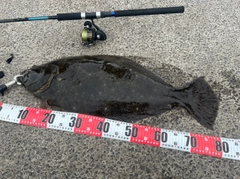 ヒラメの釣果
