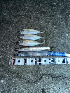 タチウオの釣果