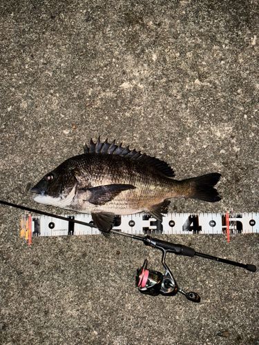 チヌの釣果