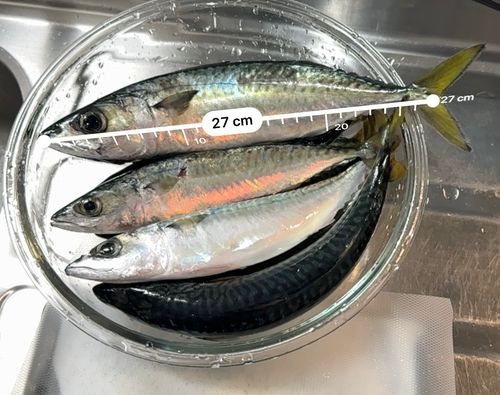 サバの釣果