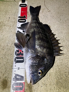クロダイの釣果