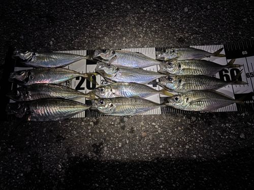 アジの釣果