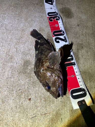 カサゴの釣果