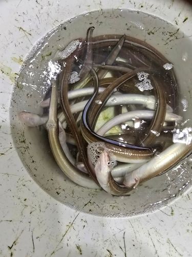 アナゴの釣果