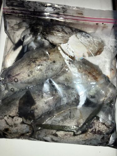 シリヤケイカの釣果