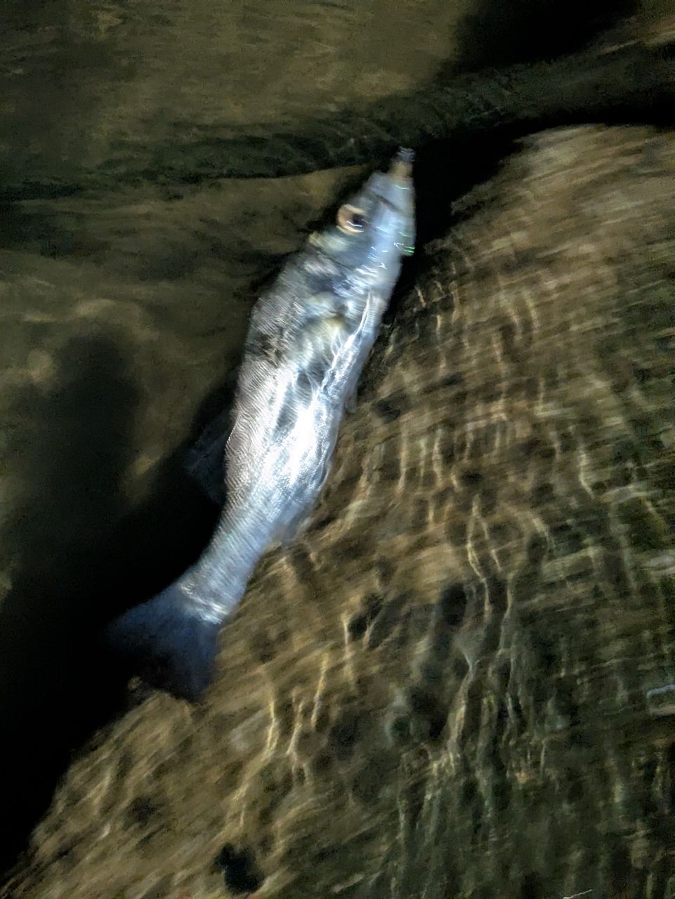 セイゴ（マルスズキ）の釣果写真