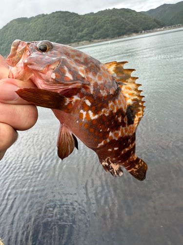 アコウの釣果