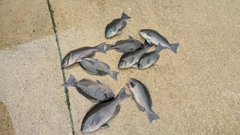 グレの釣果