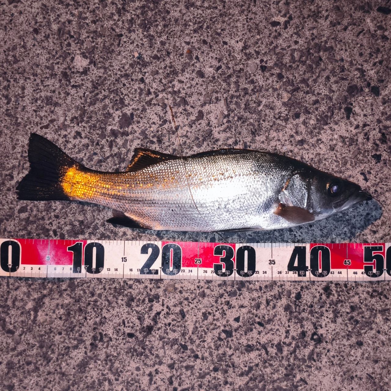 フッコ（マルスズキ）の釣果写真