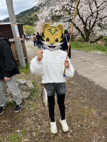 アマゴの釣果