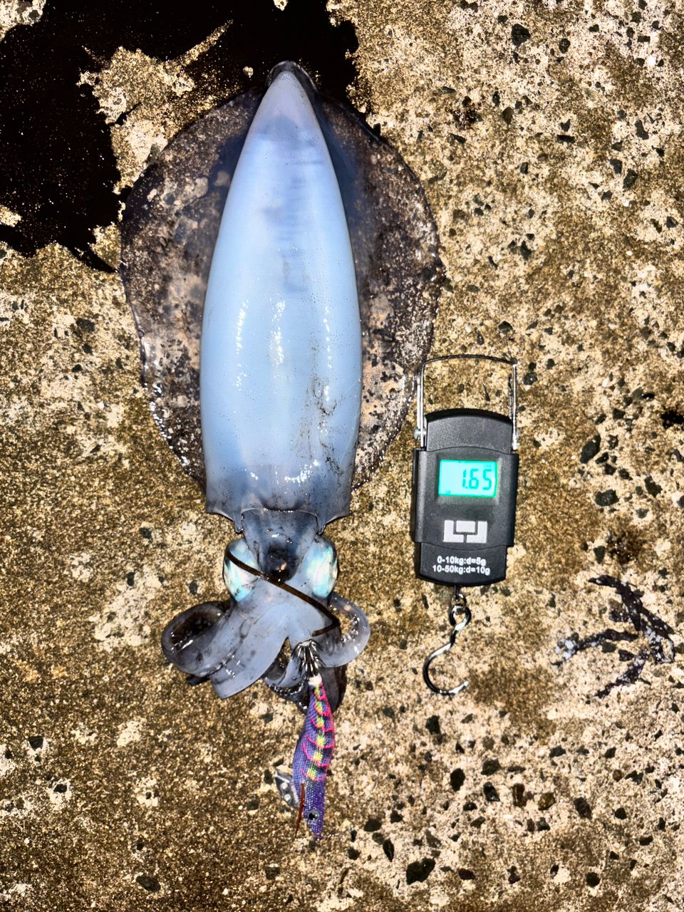 アオリイカの釣果写真