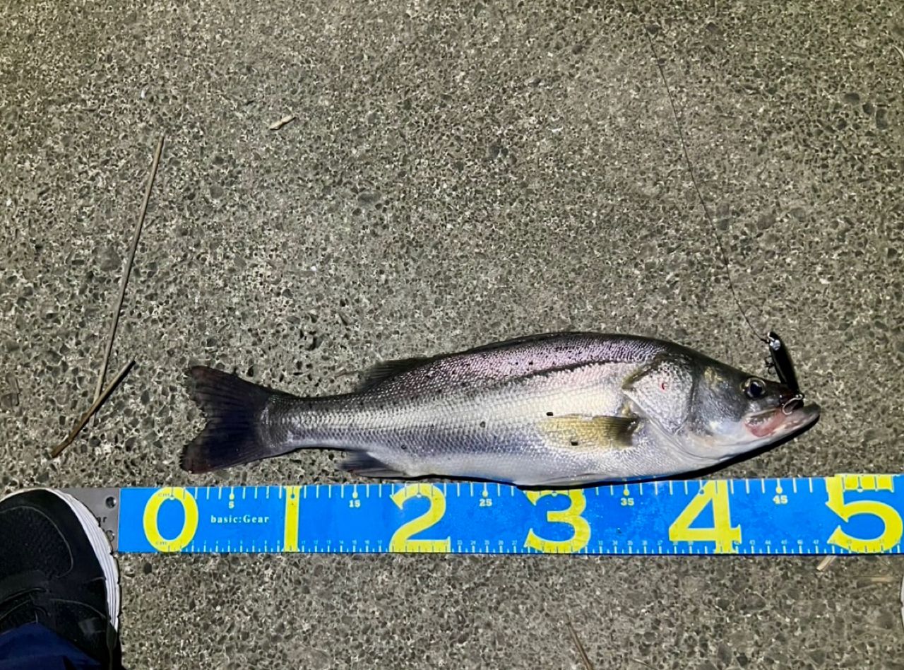 シーバスの釣果写真