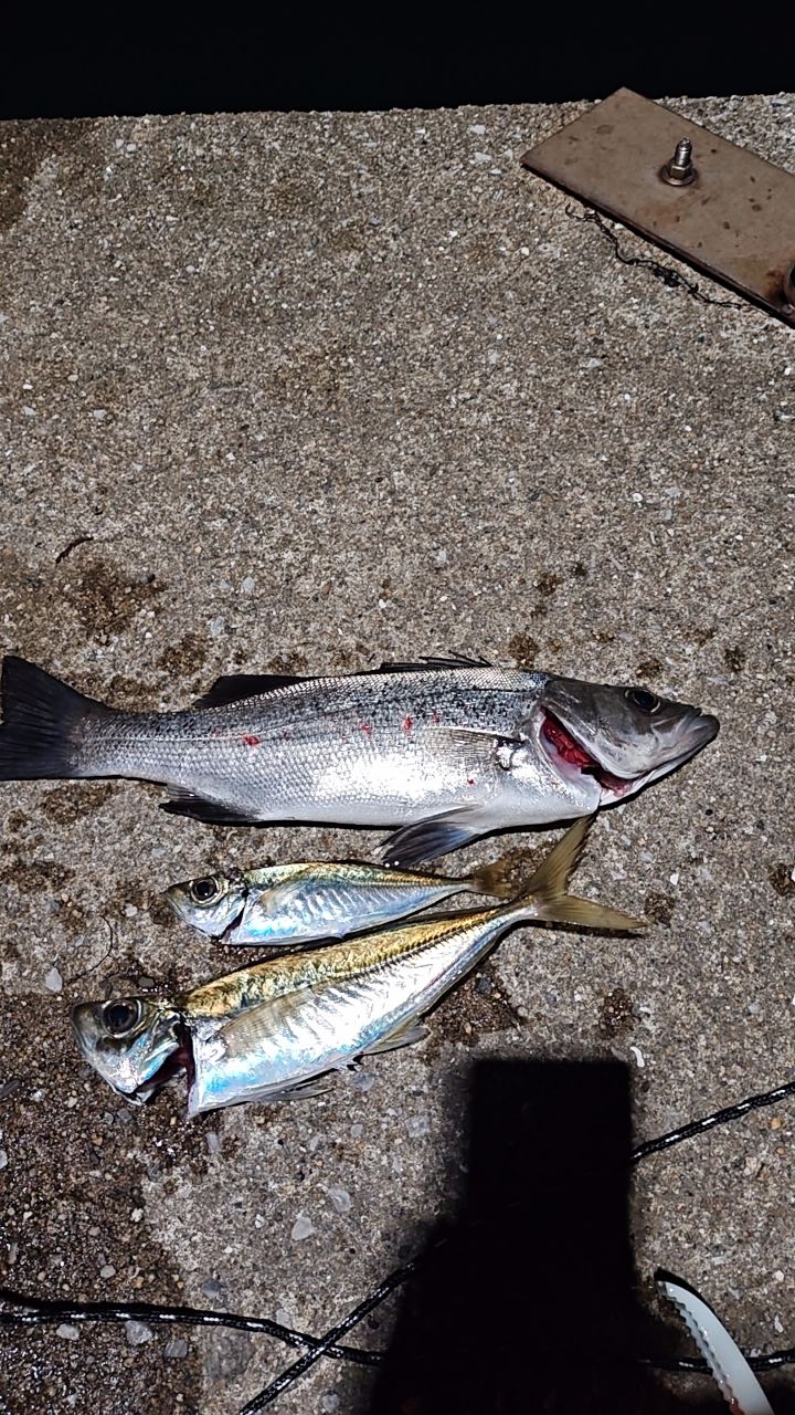 スズキの釣果写真