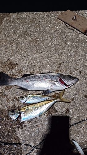 スズキの釣果