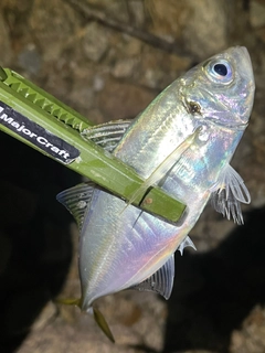 アコウの釣果