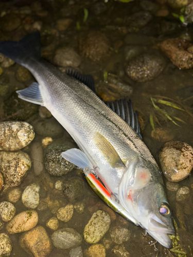 スズキの釣果