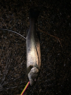 セイゴ（マルスズキ）の釣果