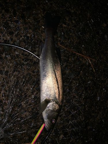 セイゴ（マルスズキ）の釣果