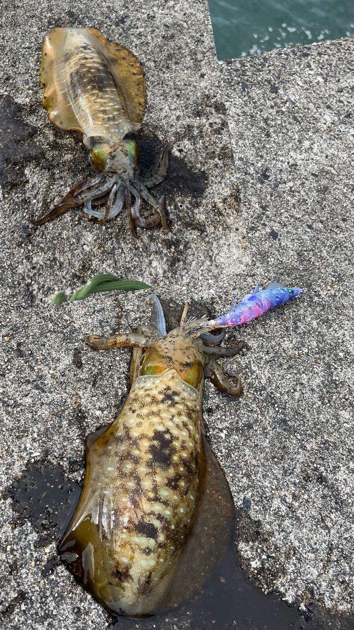 アオリイカの釣果写真