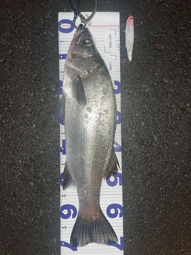 ヒラスズキの釣果