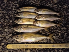 マアジの釣果