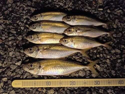 マアジの釣果