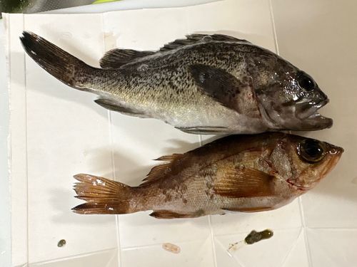 クロソイの釣果