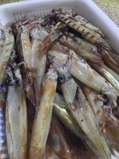 ムギイカの釣果
