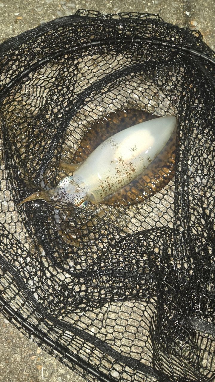 モイカの釣果写真