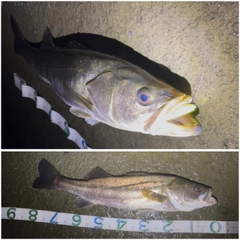 スズキの釣果