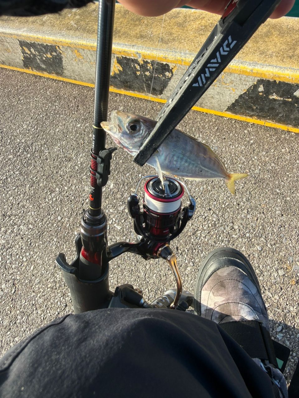 アジの釣果写真
