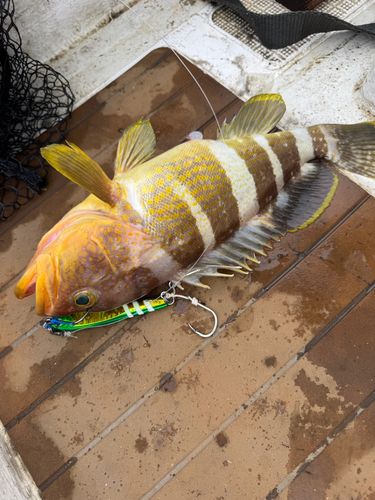 アオハタの釣果
