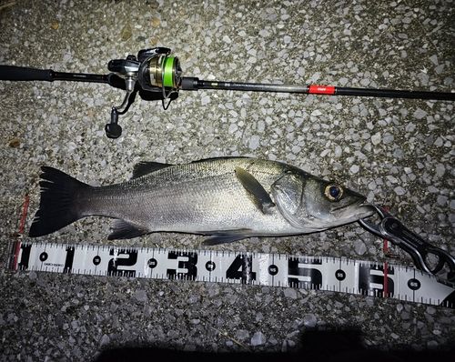 フッコ（ヒラスズキ）の釣果