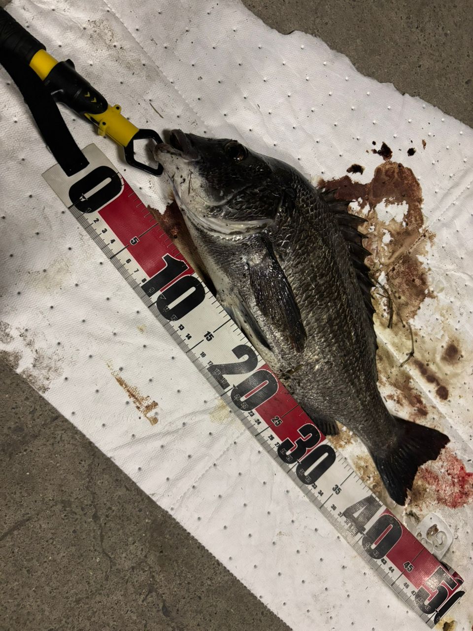 チヌの釣果写真
