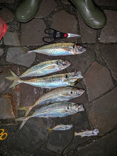 アジの釣果