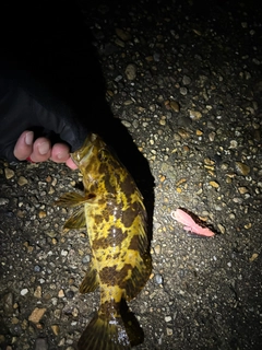 タケノコメバルの釣果