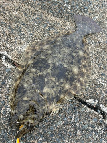 ヒラメの釣果