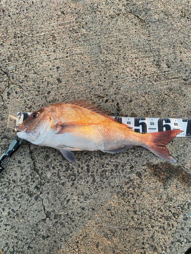 タイの釣果
