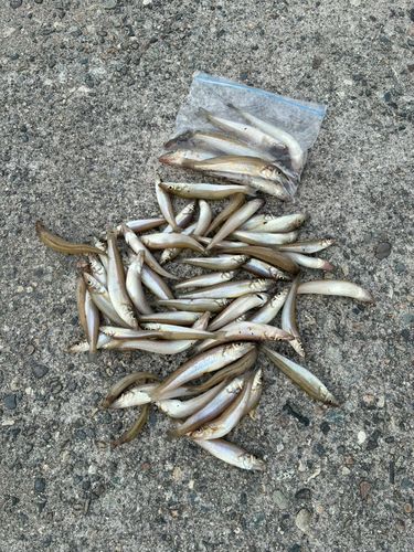 シロギスの釣果